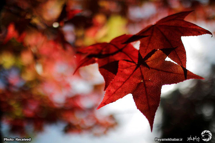 گزارش تصویری| به رنگ پاییز