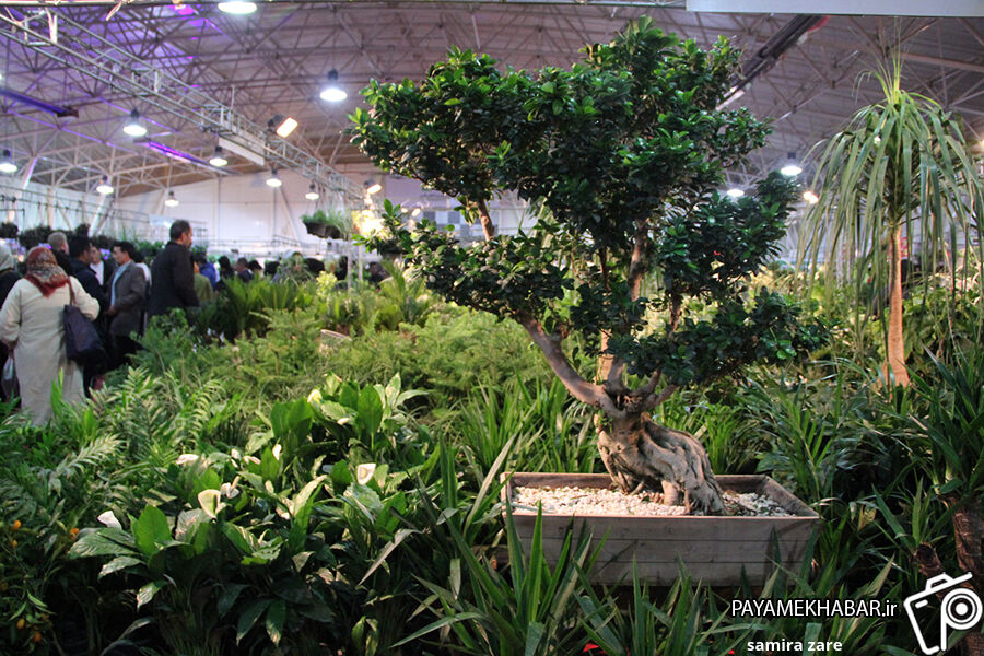 115 شرکت فعال در حوزه گل، گیاه و گلخانه در نمایشگاه شیراز حضور دارند 