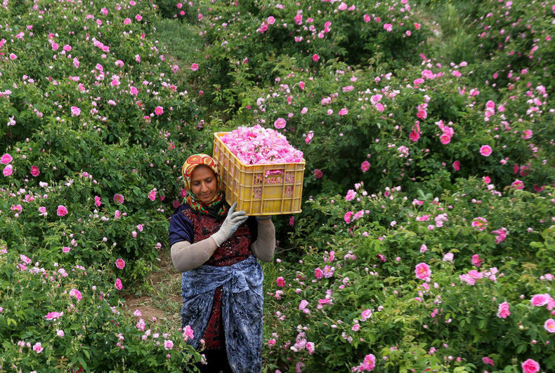 پیش بینی برداشت چهار هزار و 500 تن گل محمدی در فیروزآباد