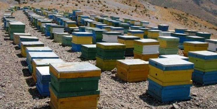 جهرم میزبان 500 زنبوردار از 6 استان کشور