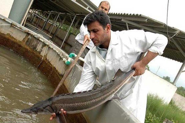 تلف شدن 300 تن ماهی در سیل اخیر استان فارس