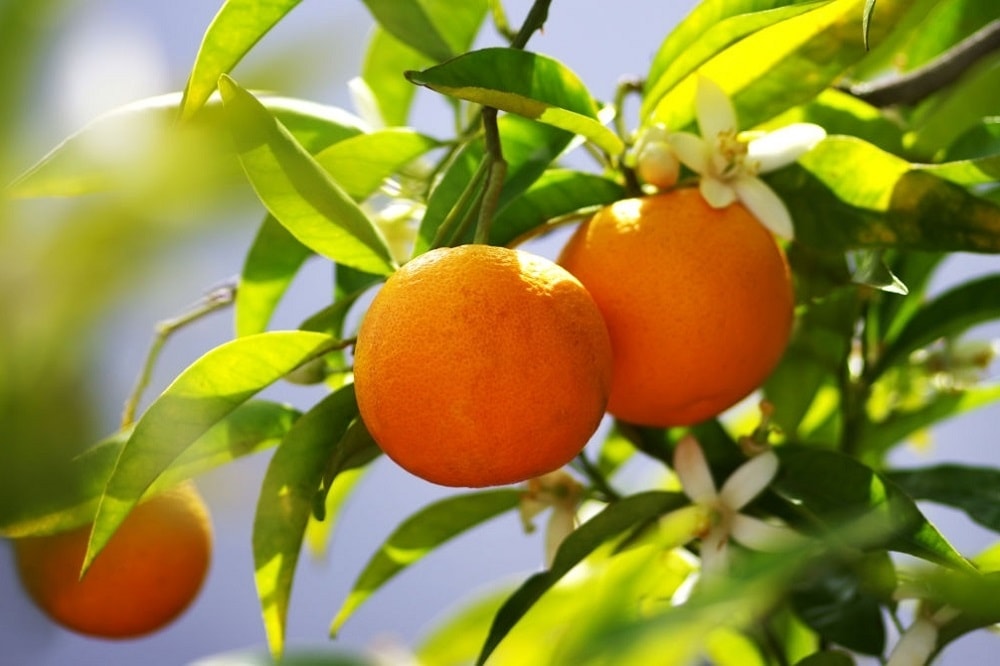 پویش بهار نارنج در شیراز/در محلات و منازل درخت نارنج بکارید