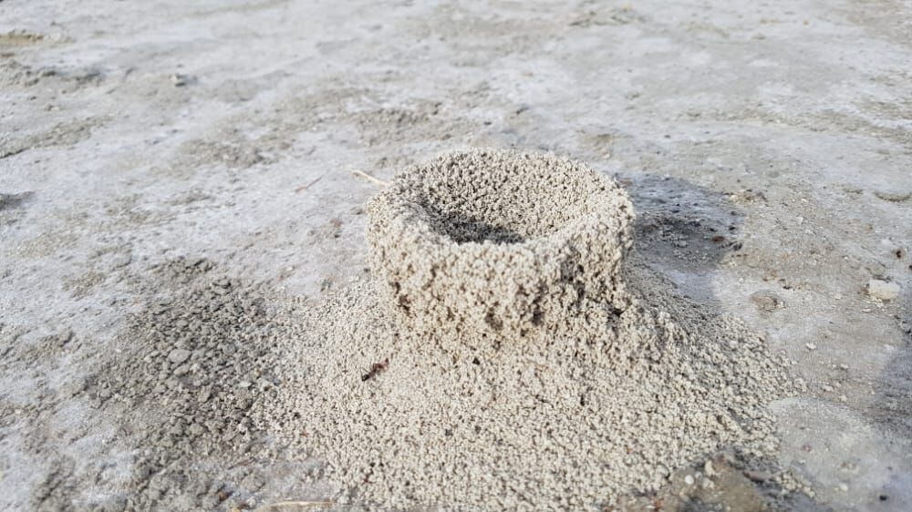 لانه عجیب مورچه در بستر دریاچه بختگان