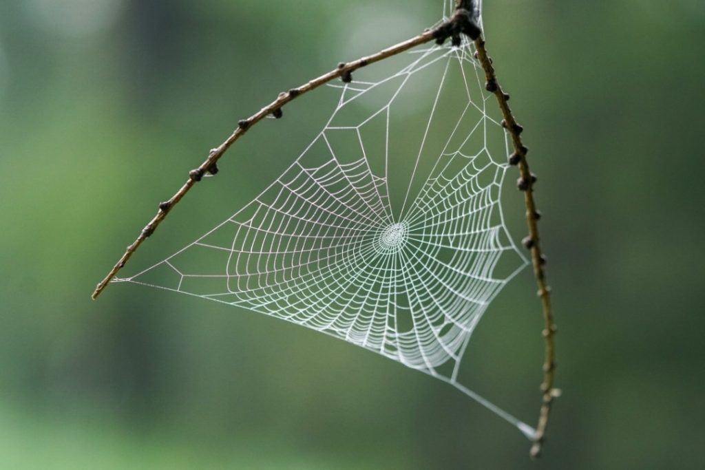 استفاده از تار عنکبوت برای درمان های پزشکی