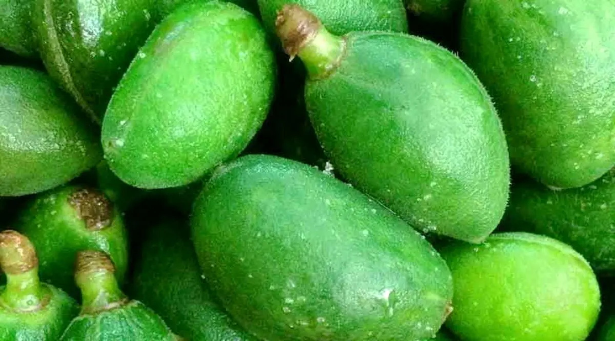 تولید چغاله بادام در فارس  