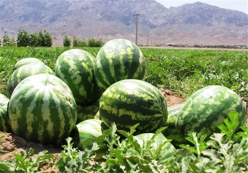 تولید 8 هزار تن هندوانه در اراضی شهرستان فراشبند