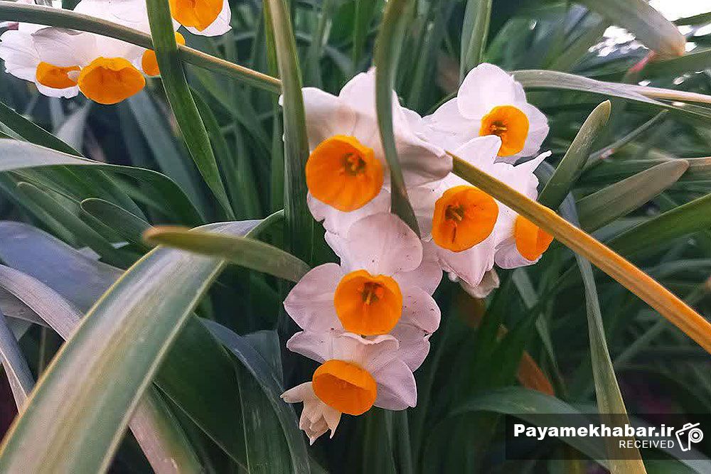 گزارش تصویری نرگس‌زار خفر