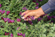 فارس رتبه اول کشور در کشت گیاهان دارویی را دارد