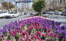 طراوت و زیبایی در آستانه فصل نو؛ گل‌کاری المان طاووس در منطقه سه شهرداری شیراز