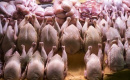 ذخیره‌سازی ۲۶۱۶ تن گوشت مرغ در فارس