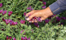 مجموعه فرآوری گیاهان دارویی در فارس راه‌اندازی می‌شود
