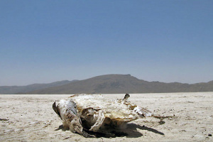 نشست تعمیم دستاوردهای احیاء دریاچه ارومیه در تالاب بختگان