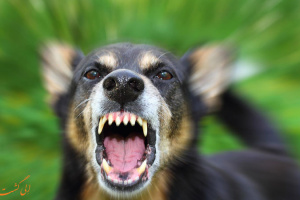 آمار تامل برانگیز حمله سگ به انسان؛بیش از ۳ هزار مورد تنها در یکسال