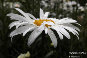 گزارش تصویری| طبیعت و گل های بهاری