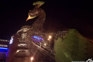 گزارش تصویری| سوختن طاووس جدید دروازه قرآن