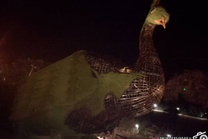 آتش فقر فرهنگی که به جان طاووس افتاد