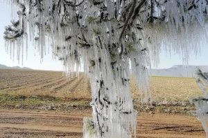 گزارش تصویری| یخ زدگی درختان در اقلید