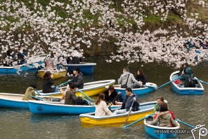 گزارش تصویری| بهار در ژاپن