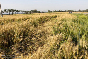 تحقق 100 درصدی برنامه بیمه محصولات زراعی در فارس