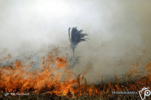 گزارش تصویری/ آتش سوزی در جنگل آمازون