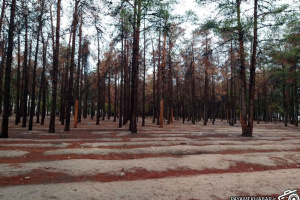 جایگزین شدن یکصد درخت خشکیده جنگل تخت جمشید با نهال های جدید