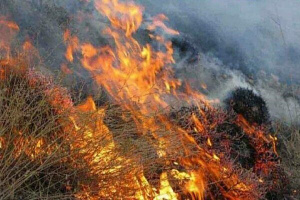 مهار آتش سوزی در ارتفاعات شاپورجان/ حریق سیاخ شعله‌ور است