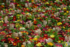 ۷ میلیون گل فصلی برای سیمای بهاری شهر شیراز کاشته شد