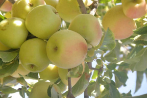 سیب شیراز از بازارهای خلیج فارس تا شهرک بزرگ صنعتی