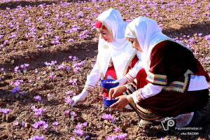 برداشت زعفران از مزارع شهرستان شیراز