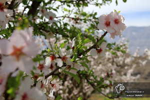 شهر دژ کرد اقلید؛ میزبان جشنواره شکوفه‌های بادام