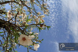 گزارش تصویری| شکوفه های بهاری