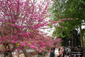 گزارش تصویری| مهمانان نوروزی در باغ ارم شیراز