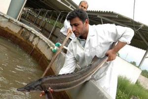 فارس رتبه اول را در تولید خاویار و گوشت ماهیان خاویاری دارد