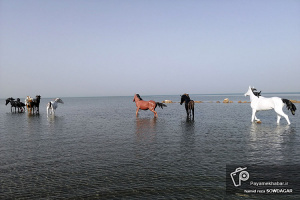 گزارش تصویری| سواحل خلیج فارس در بوشهر