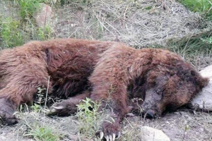 کشف لاشه دو فرد خرس قهوه‌ای در مرودشت