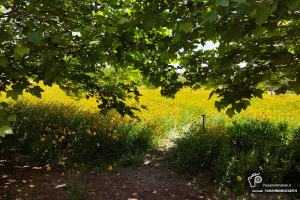گزارش تصویری| مناظر زیبای باغ گیاه شناسی تهران