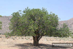 پویش کاشت درخت زیتون در کانون های مساجد استان مرکزی اجرا می شود