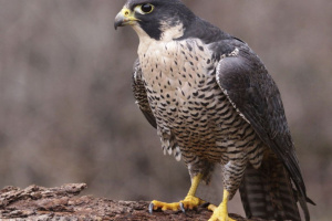 کشف و ضبط تعداد ۱۰ بهله پرنده شکاری بالابان در پارک ملی قطرویه