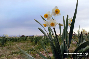 گزارش تصویری| برداشت گل نرگس در کازرون فارس