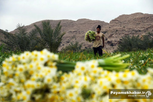 گزارش تصویری| برداشت گل نرگس در کازرون