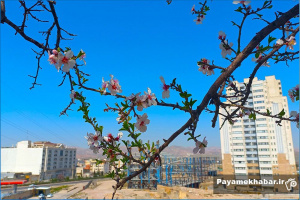 گزارش تصویری| شکوفه های بهاری