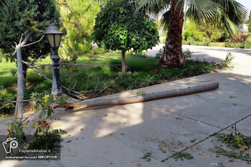 شکسته شدن درختان بر اثر وزش باد در شیراز