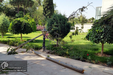 شکسته شدن درختان بر اثر وزش باد در شیراز