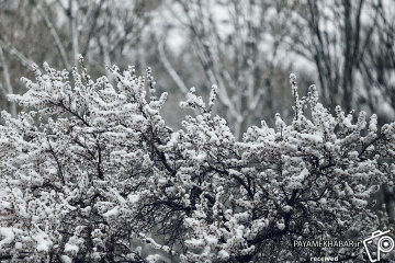 برف و شکوفه های بهار