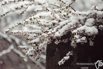 برف و شکوفه های بهار