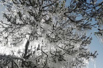 یخ زدگی درختان