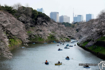 فصل شکوفه های گیلاس در ژاپن‎
