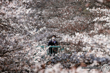 فصل شکوفه های گیلاس در ژاپن‎