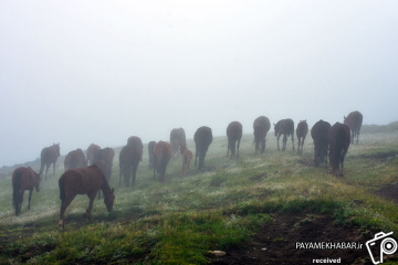 طبیعت بهاری گیلان اسب در مه