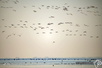 میانکاله؛ زیستگاه پرندگان مهاجر